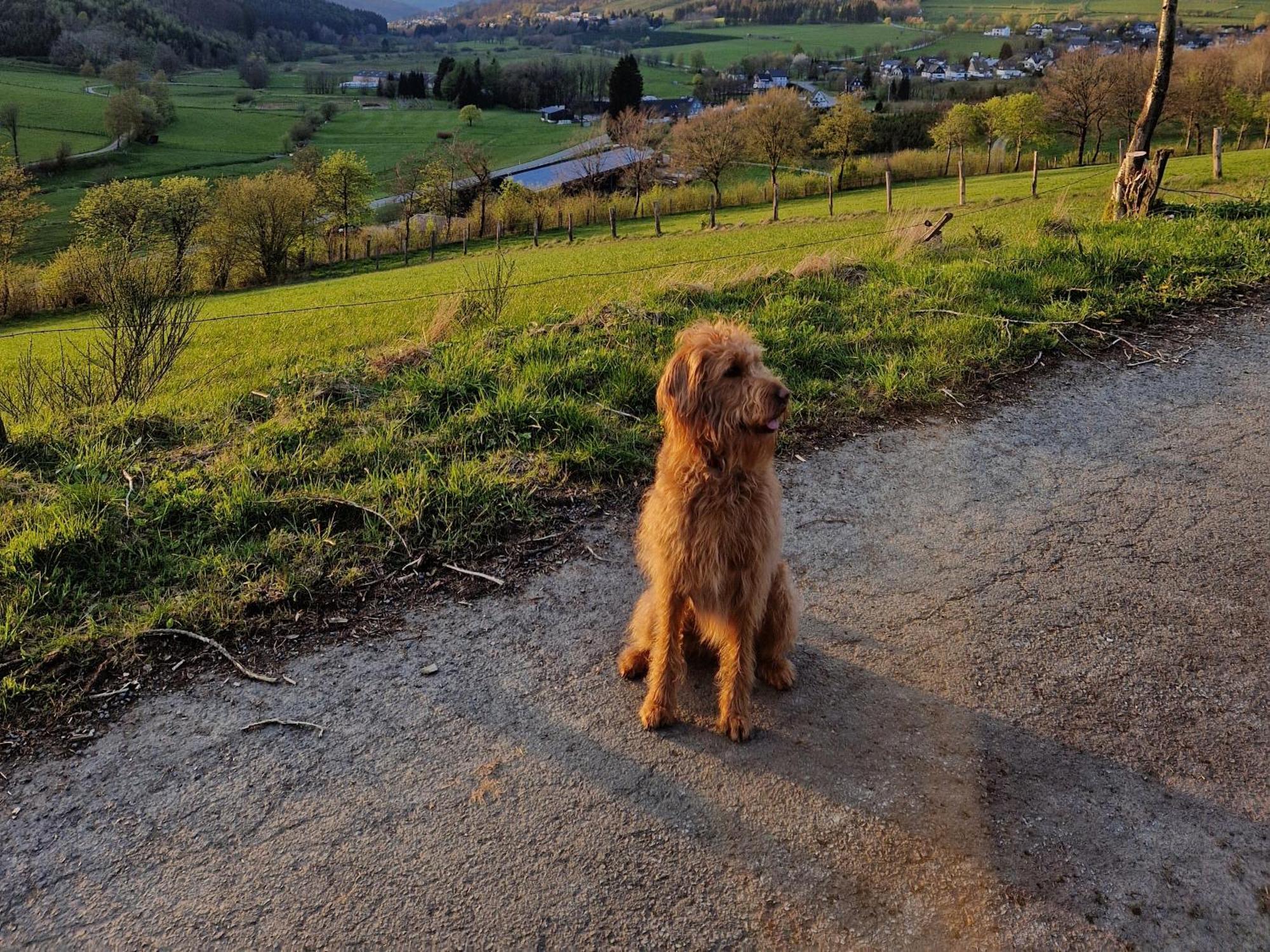 Ferienwohnung Fuchsbau Mit Kamin & Terrasse & Hunde Winterberg Luaran gambar